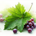 La feuille de vigne : usages, nutrition et bienfaits